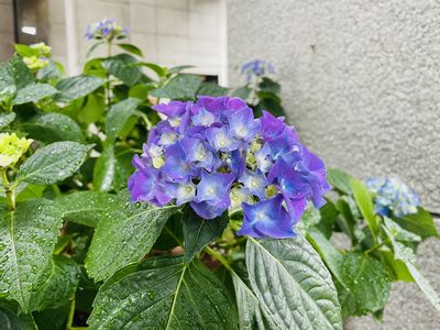 紫陽花パステル画８号 🔷sorakataphoto の非タグ付け作品から @akc524さん
